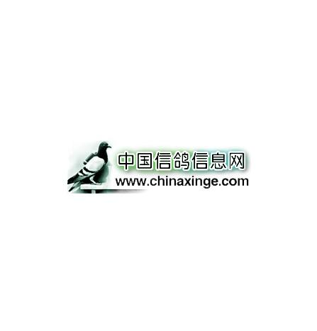 中国信鸽信息网