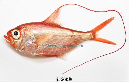 红金眼鲷