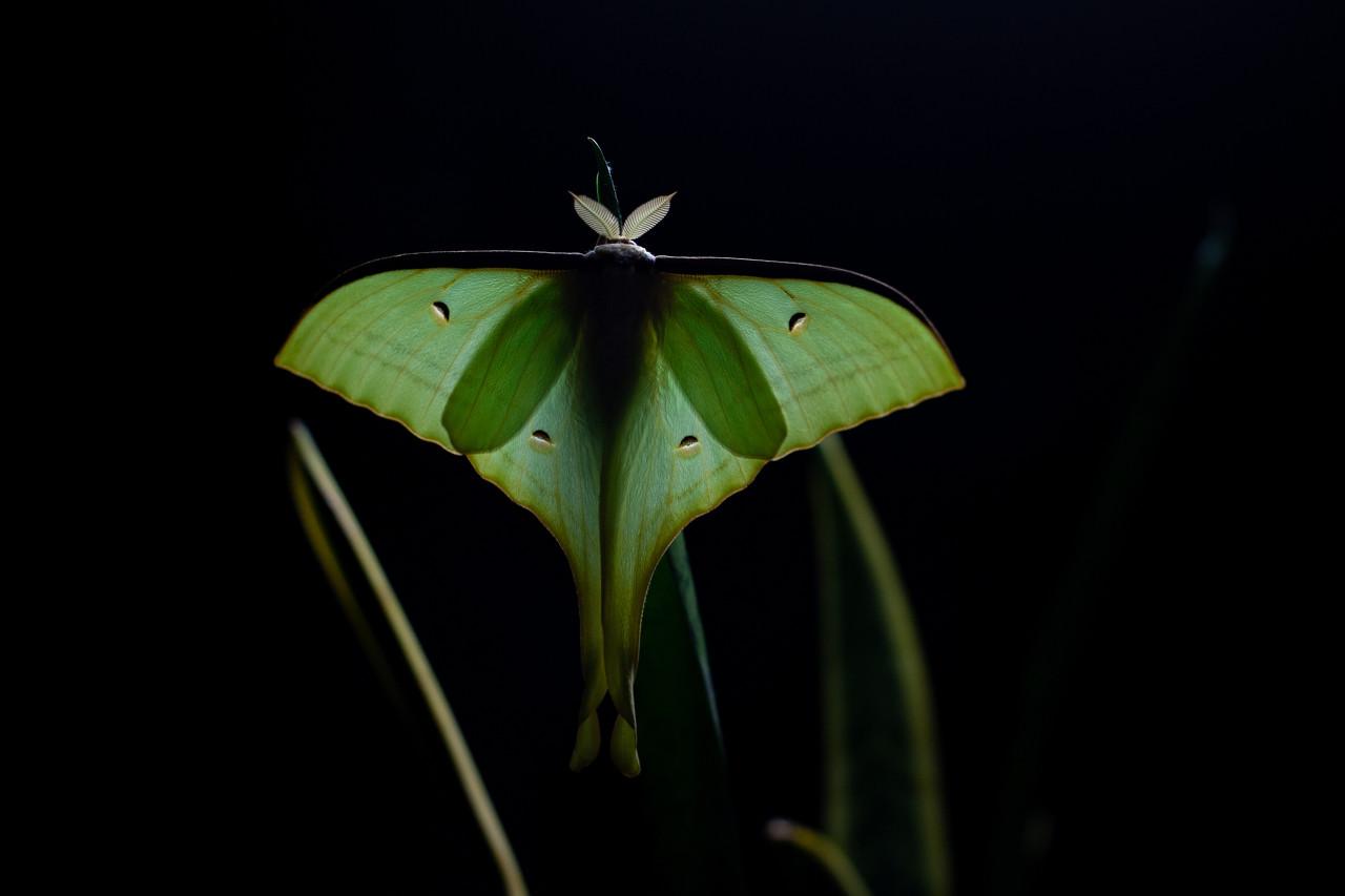 农神pavonia (小天蚕蛾) -蝴蝶 库存图片. 图片 包括有 颜色, 联接, 飞蛾, 投反对票, 关闭 - 75353889
