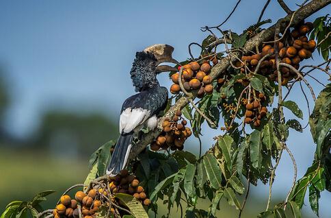 黑白噪犀鳥(niǎo)