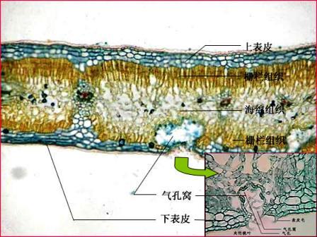 气孔窝