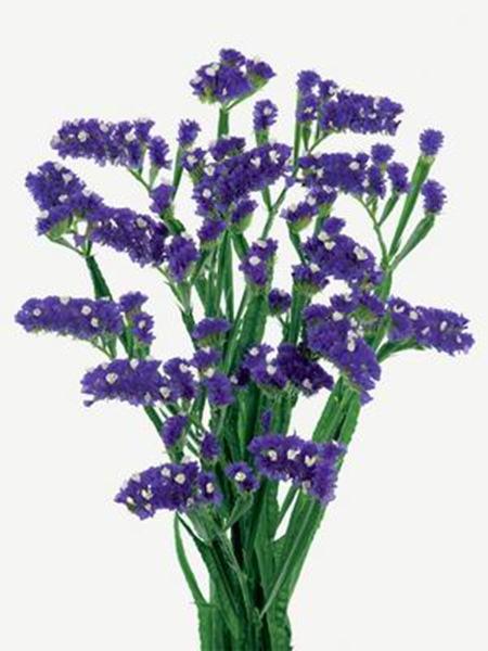 精河補(bǔ)血草