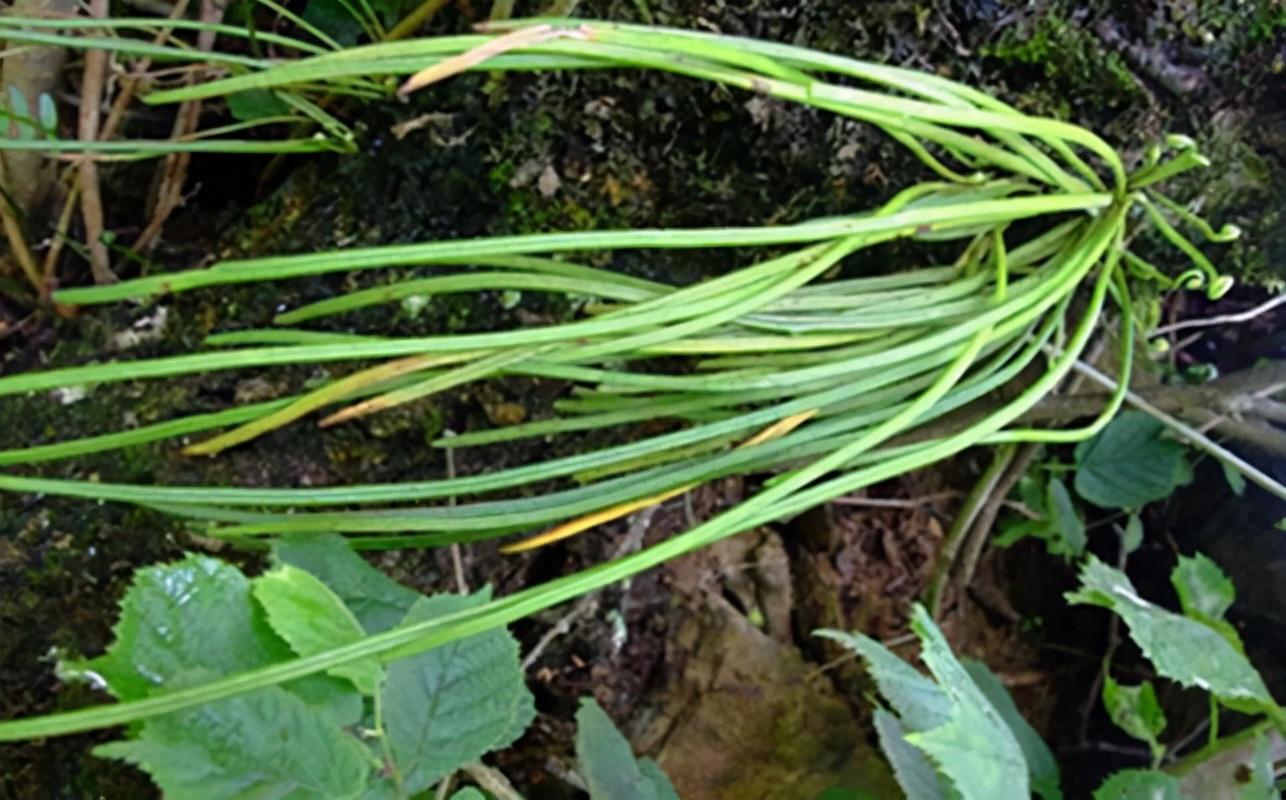 丝带蕨