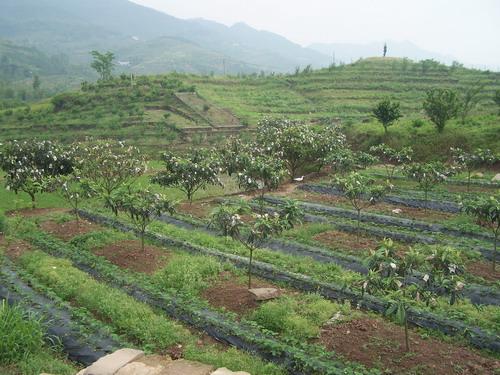 府管村