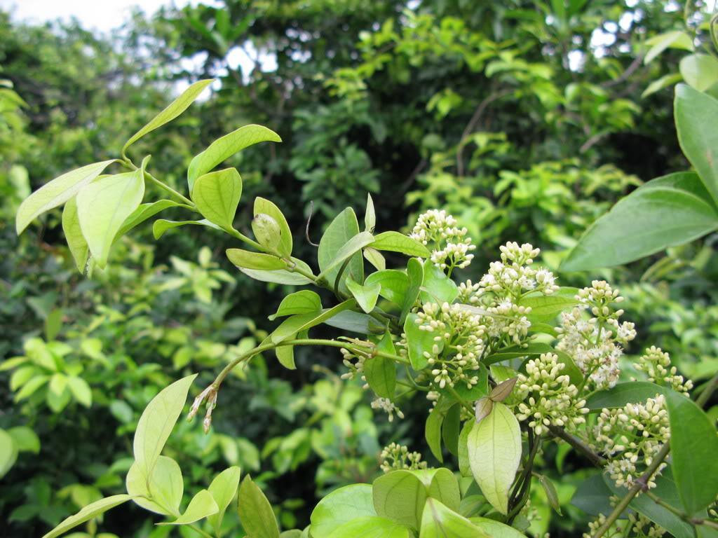 伞花马钱
