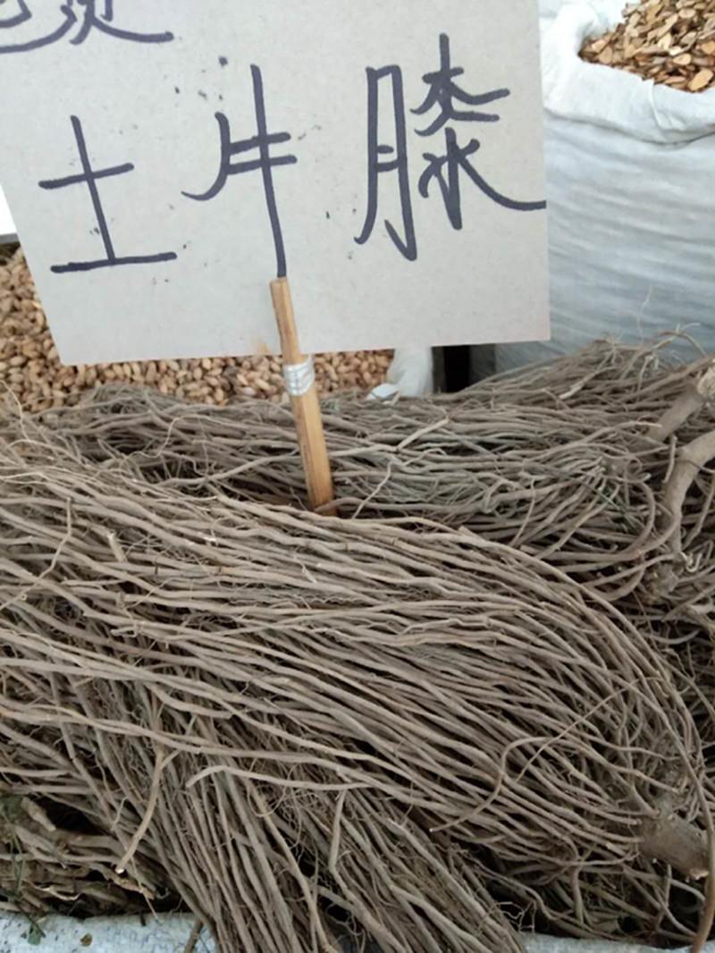 廣東土牛膝