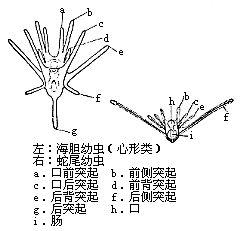 海膽幼蟲