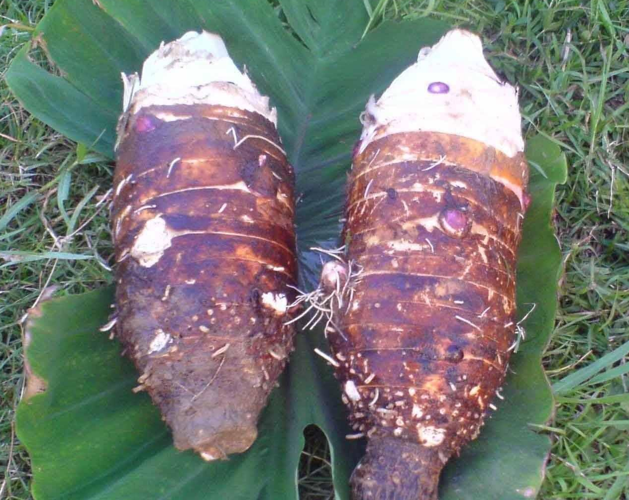 张溪香芋