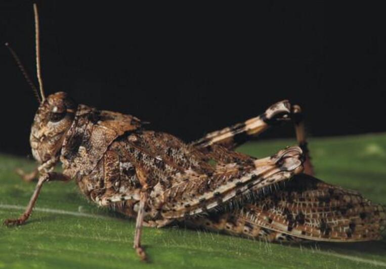 紅翅皺膝蝗