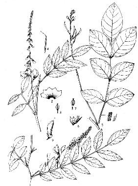 長總梗木藍(lán)