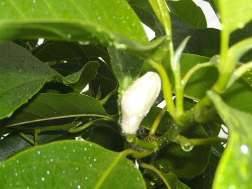 單葉木藍(lán)亞組