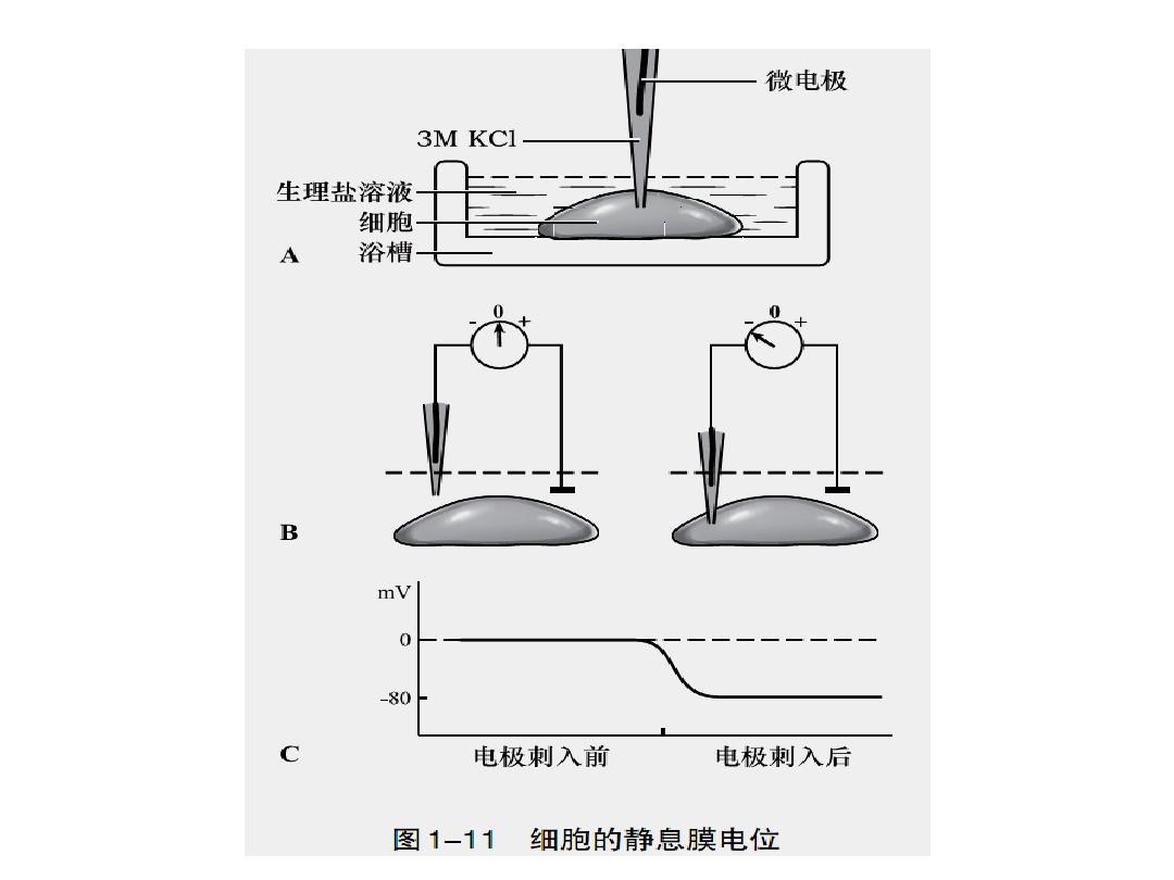 靜息電位產(chǎn)生機(jī)制