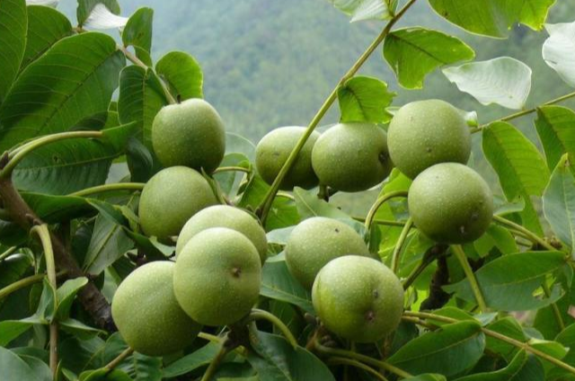 三臺(tái)核桃