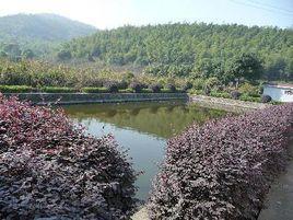 剡岙村