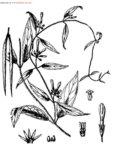 长叶吊灯花