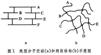 高分子交联结构