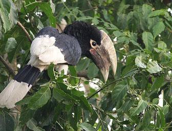 褐頰噪犀鳥(niǎo)