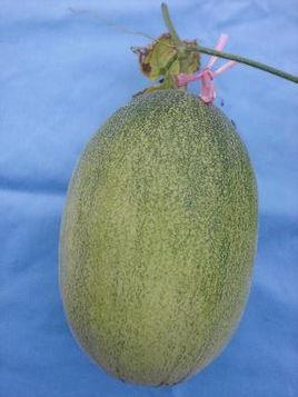 青皮脆