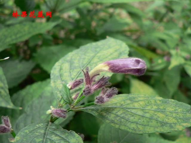 耳葉馬藍(lán)屬