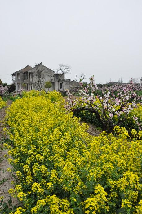 果園村