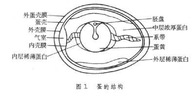 蛋和蛋制品