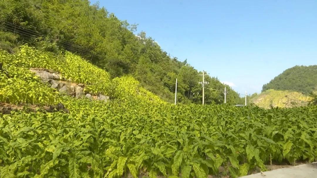 玉泉村