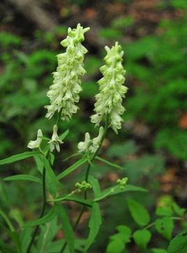 細(xì)葉黃烏頭