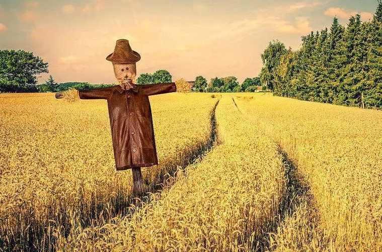 孤獨(dú)的稻草人