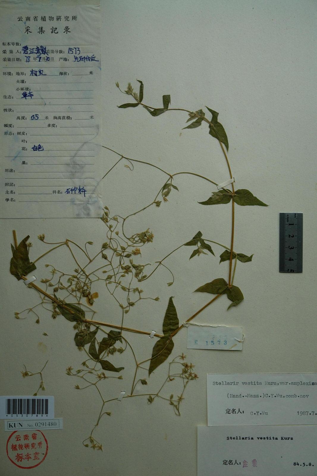 抱莖箐姑草