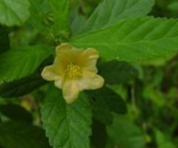 白背黃花棯