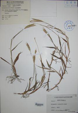 小黄金鸭嘴草