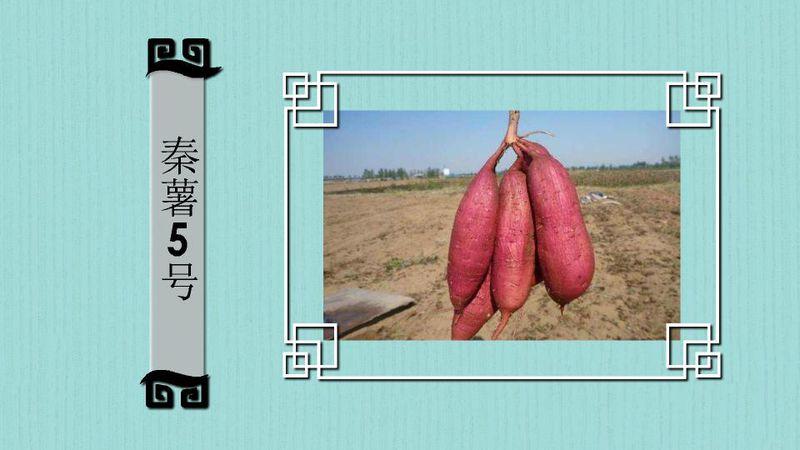 秦薯5号