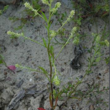 興安蟲(chóng)實(shí)