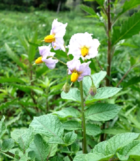 阳芋