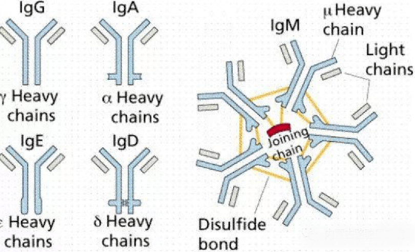 生物免疫球蛋白