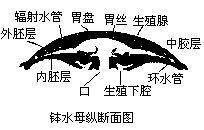 生殖下腔