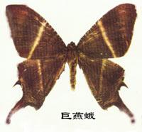 巨燕蛾