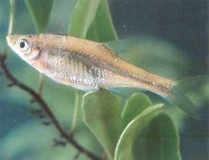 臺(tái)灣小鳊魚