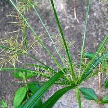 廣東高稈莎草