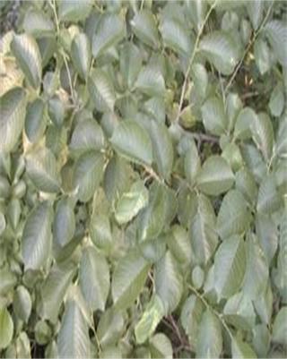 大果領(lǐng)春木