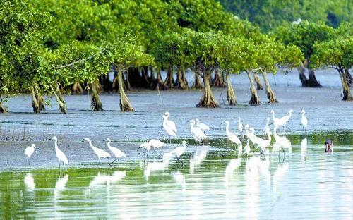 生物海岸