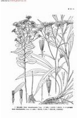 莽山紫菀