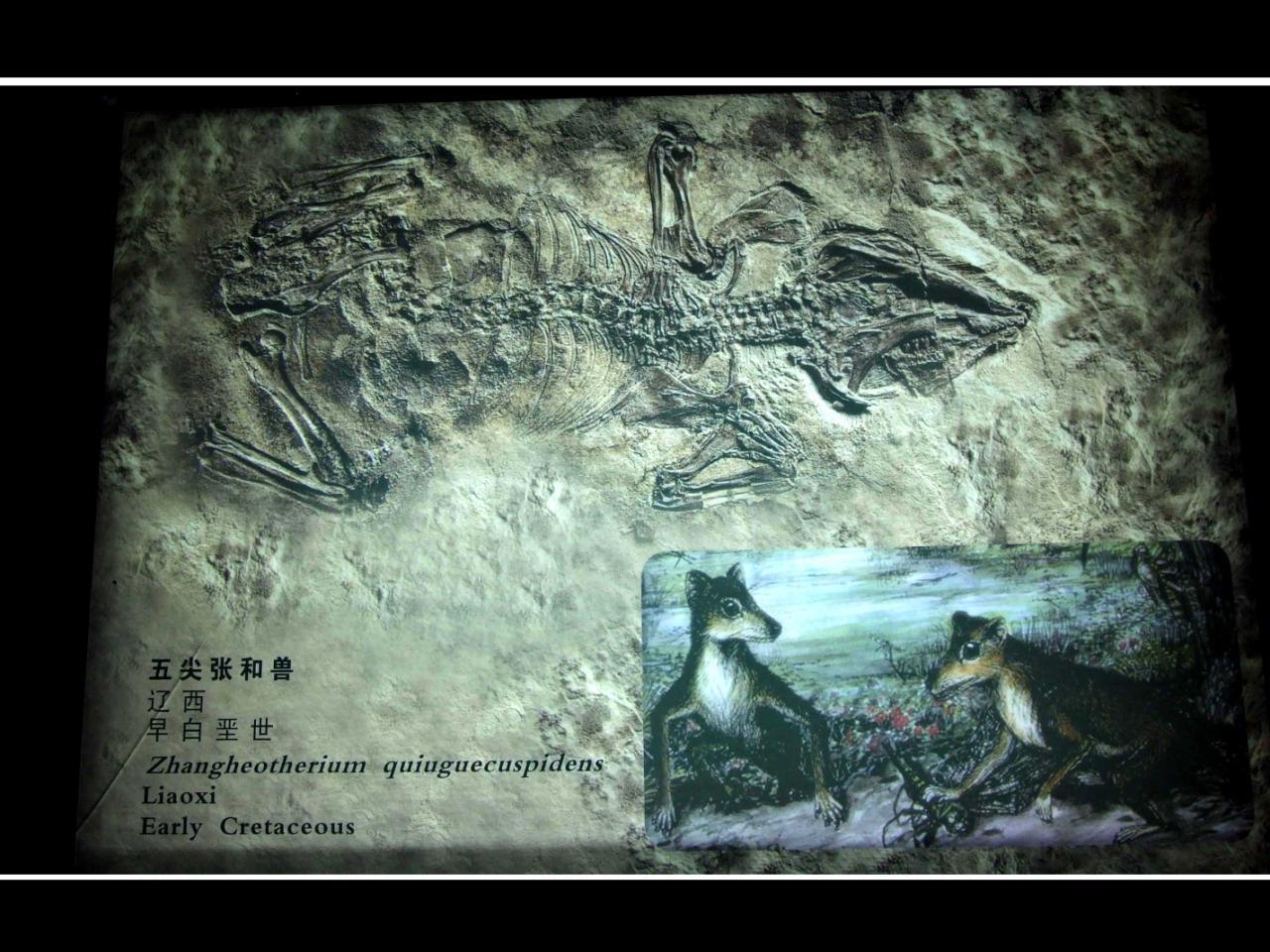 五尖张和兽