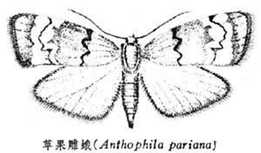 雕蛾科
