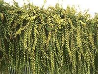 小叶苔科