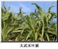 太武禾叶蕨