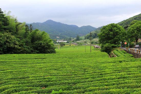 象山茶場(chǎng)