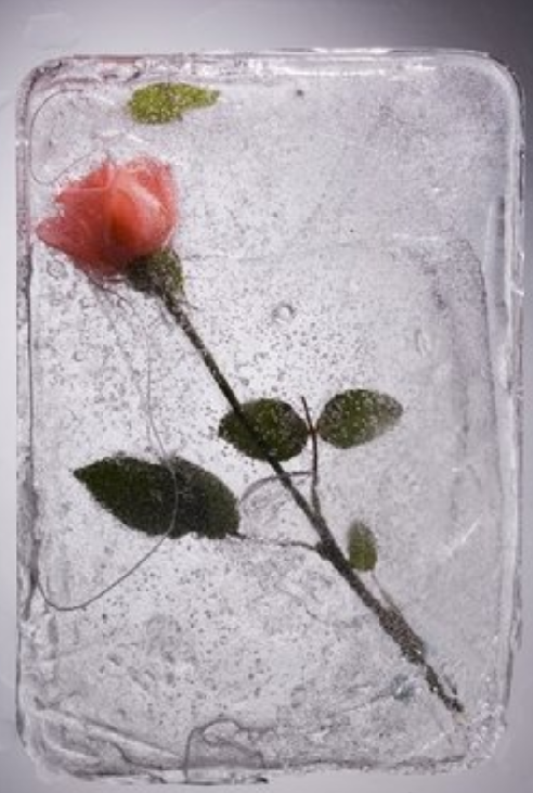 冰凍的玫瑰