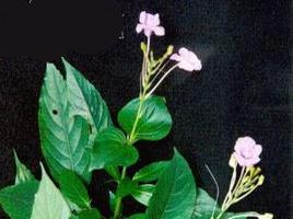 白接骨