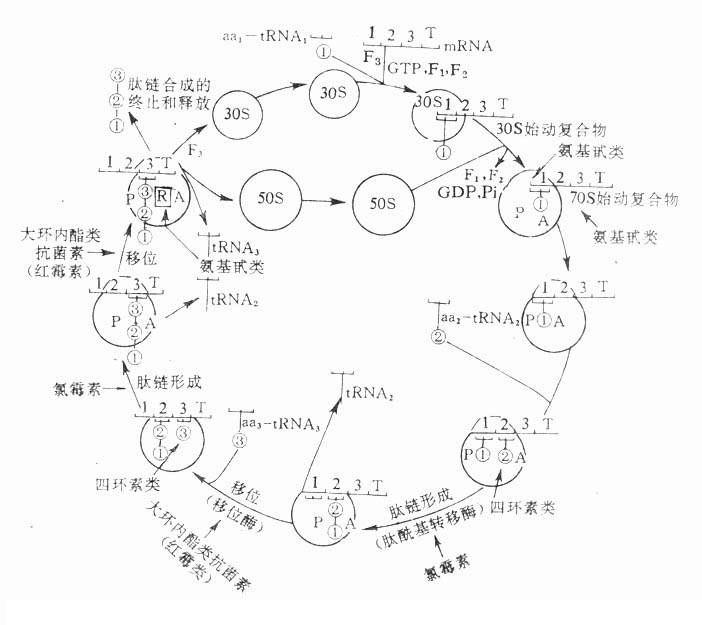 核蛋白體循環(huán)